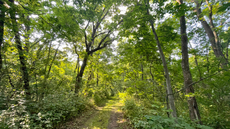 New Glarus Woods State Park
